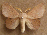 Stenophatna cymographa